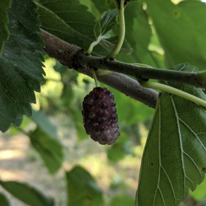 Illinois Everbearing Mulberry